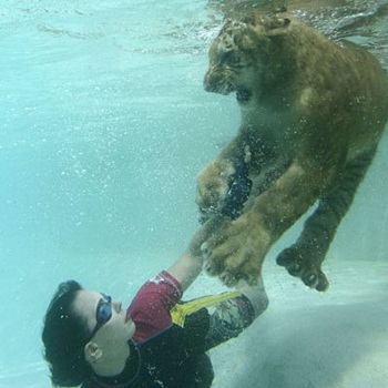 Chùm ảnh: Người đẹp dạy hổ học bơi - 6