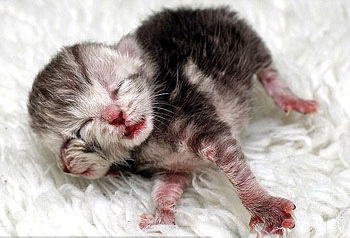 Australia chào đón mèo 2 mặt đầu tiên - 2