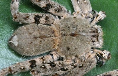 Phát hiện hơn 1.000 loài sinh vật lạ tại Tiểu vùng sông Mê Kông mở rộng - 10