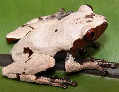 Phát hiện hơn 1.000 loài sinh vật lạ tại Tiểu vùng sông Mê Kông mở rộng - 11