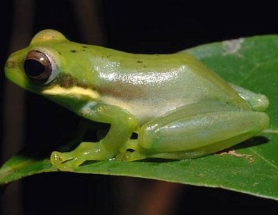 Phát hiện hơn 1.000 loài sinh vật lạ tại Tiểu vùng sông Mê Kông mở rộng - 12