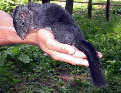 Phát hiện hơn 1.000 loài sinh vật lạ tại Tiểu vùng sông Mê Kông mở rộng - 4