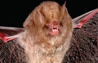 Phát hiện hơn 1.000 loài sinh vật lạ tại Tiểu vùng sông Mê Kông mở rộng - 7