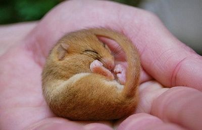 Ảnh lạ trong năm của vương quốc động vật (2) - 1