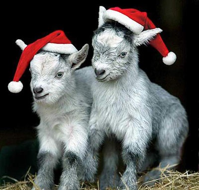 Chùm ảnh: Đón Giáng sinh ở vườn thú - 11