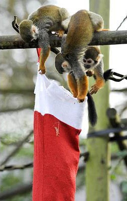 Chùm ảnh: Đón Giáng sinh ở vườn thú - 12