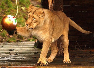 Chùm ảnh: Đón Giáng sinh ở vườn thú - 14