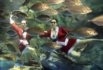 Chùm ảnh: Đón Giáng sinh ở vườn thú - 8