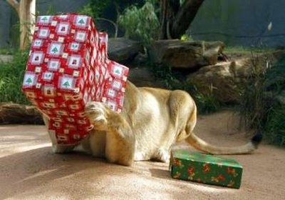 Chùm ảnh: Đón Giáng sinh ở vườn thú - 5