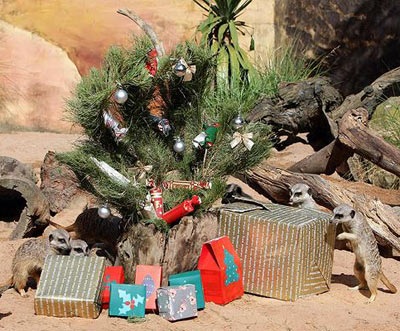 Chùm ảnh: Đón Giáng sinh ở vườn thú - 13