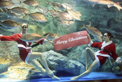 Chùm ảnh: Đón Giáng sinh ở vườn thú - 7