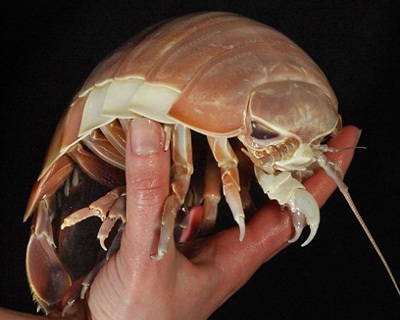 Chiêm ngưỡng “quái vật” của biển - 4