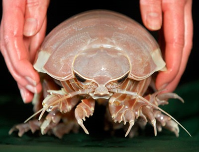 Chiêm ngưỡng “quái vật” của biển - 5