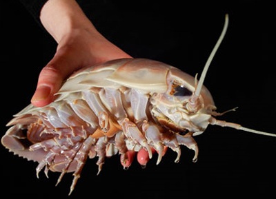 Chiêm ngưỡng “quái vật” của biển - 2