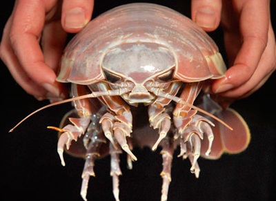 Chiêm ngưỡng “quái vật” của biển - 1