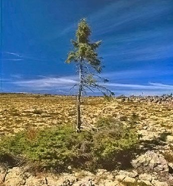 10 sự kiện khoa học được độc giả quan tâm nhất năm 2008 - 8