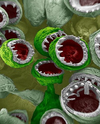 10 bức ảnh đáng xem nhất năm 2008  - 3