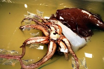 10 bức ảnh đáng xem nhất năm 2008  - 8