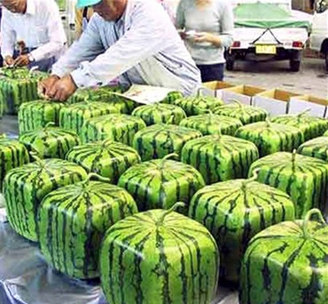 Chùm ảnh vui: Những điều thú vị chỉ có ở Nhật Bản - 9 Chùm ảnh vui: Những điều thú vị chỉ có ở Nhật Bản - 9