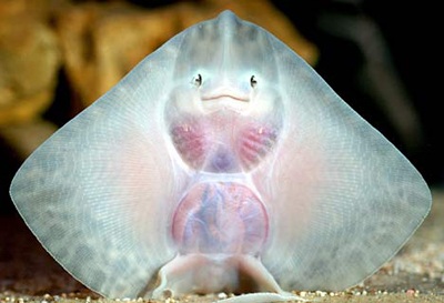 Cá biết… cười! - 1 Cá biết… cười! - 1