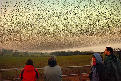 Chim “nhuộm đen” bầu trời - 2