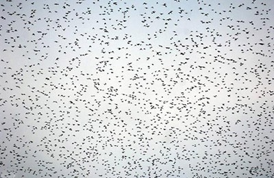 Chim “nhuộm đen” bầu trời - 3