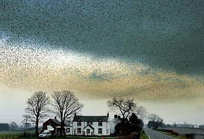 Chim “nhuộm đen” bầu trời - 1