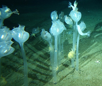 Những sinh vật bí ẩn dưới đáy biển Nam Cực - 3