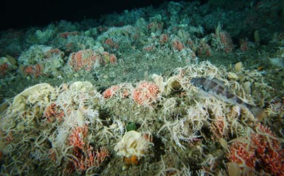 Những sinh vật bí ẩn dưới đáy biển Nam Cực - 2