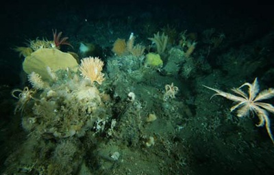 Những sinh vật bí ẩn dưới đáy biển Nam Cực - 4