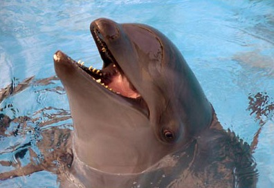 Con lai của những mối tình “khác dòng” - 1 Con lai của những mối tình “khác dòng” - 1