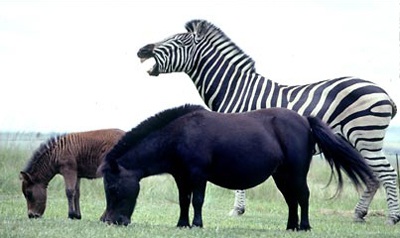 Con lai của những mối tình “khác dòng” - 2 Con lai của những mối tình “khác dòng” - 2