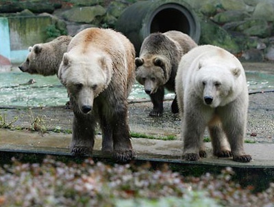 Con lai của những mối tình “khác dòng” - 4 Con lai của những mối tình “khác dòng” - 4