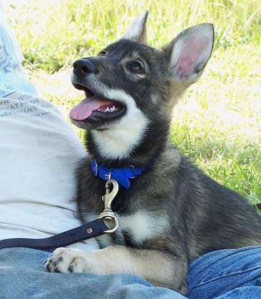 Con lai của những mối tình “khác dòng” - 5 Con lai của những mối tình “khác dòng” - 5