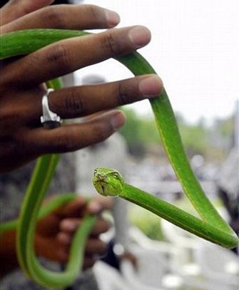 Dùng rắn để thông mũi - 4