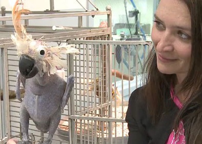 Vẹt "nuy" làm vũ công - 1 Vẹt "nuy" làm vũ công - 1