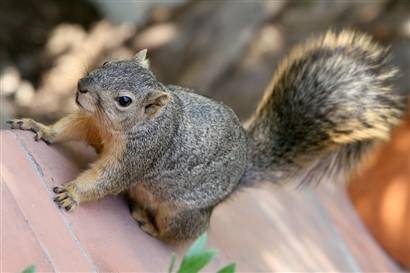 Những thành viên thông minh nhất trong vương quốc động vật - 6 Những thành viên thông minh nhất trong vương quốc động vật - 6