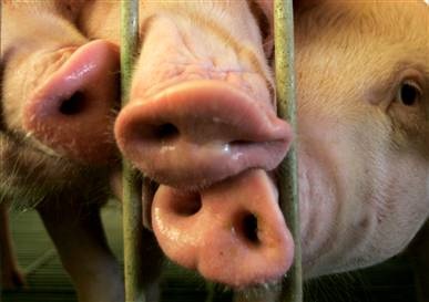 Những thành viên thông minh nhất trong vương quốc động vật - 9 Những thành viên thông minh nhất trong vương quốc động vật - 9