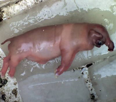 Lũ lượt kéo nhau xem lợn đẻ ra "voi" - 1 Lũ lượt kéo nhau xem lợn đẻ ra "voi" - 1