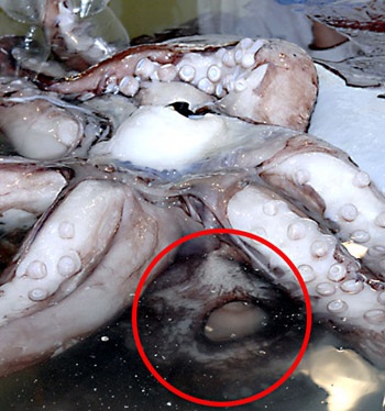 Đôi mắt to nhất trong thế giới động vật - 2 Đôi mắt to nhất trong thế giới động vật - 2