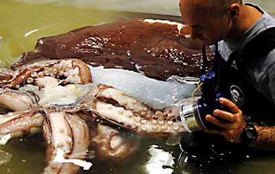 Đôi mắt to nhất trong thế giới động vật - 3 Đôi mắt to nhất trong thế giới động vật - 3