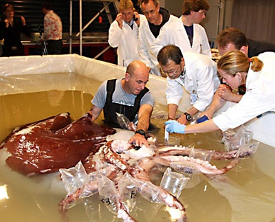 Đôi mắt to nhất trong thế giới động vật - 4 Đôi mắt to nhất trong thế giới động vật - 4