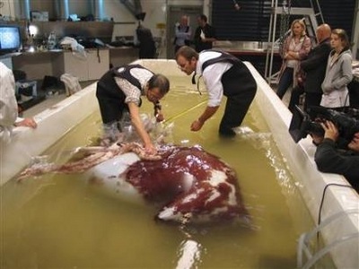 Đôi mắt to nhất trong thế giới động vật - 5 Đôi mắt to nhất trong thế giới động vật - 5