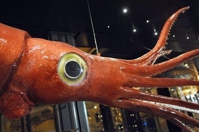 Đôi mắt to nhất trong thế giới động vật - 1 Đôi mắt to nhất trong thế giới động vật - 1