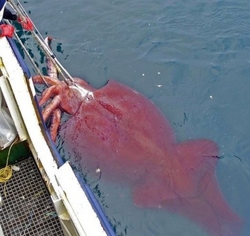 Đôi mắt to nhất trong thế giới động vật - 7 Đôi mắt to nhất trong thế giới động vật - 7