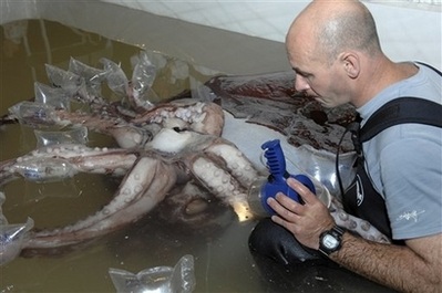 Đôi mắt to nhất trong thế giới động vật - 6 Đôi mắt to nhất trong thế giới động vật - 6