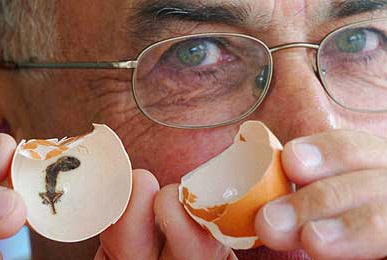 Chuyện thật như bịa: Trứng gà nở ra tắc kè - 1 Chuyện thật như bịa: Trứng gà nở ra tắc kè - 1