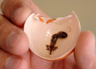 Chuyện thật như bịa: Trứng gà nở ra tắc kè - 2 Chuyện thật như bịa: Trứng gà nở ra tắc kè - 2