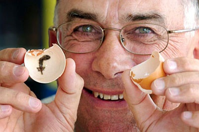 Chuyện thật như bịa: Trứng gà nở ra tắc kè - 3 Chuyện thật như bịa: Trứng gà nở ra tắc kè - 3