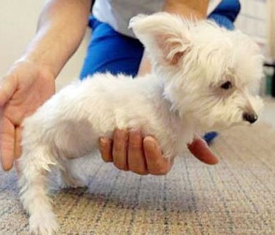 "Đôi chân thần kỳ" của chú chó khuyết 2 chi nổi tiếng thế giới - 1 "Đôi chân thần kỳ" của chú chó khuyết 2 chi nổi tiếng thế giới - 1